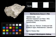 Foto (Objekt + Etiketten) von Pithonoton marginatum (von Meyer, 1842) 